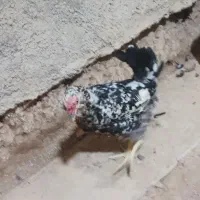مرغ گلین گپن