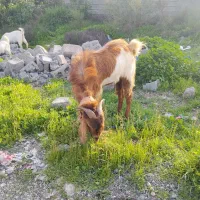 نر داشتی|حیوانات مزرعه|رودان, |دیوار