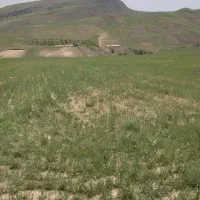 یک قطعه ز مین در روستای چلک به فروش میرسد