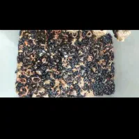 سوسک آردی میلورم