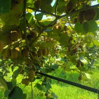 ده هزار متر زمین ساحلی سند تک برگ