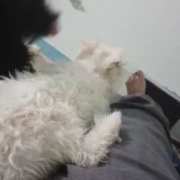 سگ سیاه  و سفید اشپیتز|سگ|شهرضا, |دیوار