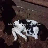 میدید من بتینبن