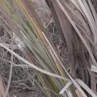 فروش ۸ هکتار زمین کشاورزی