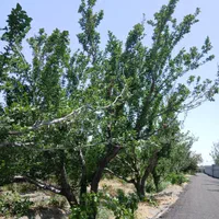 باغ وباغچه/۲۵۸متری/سندتک برگ/چسب بافت|فروش زمین و ملک کلنگی|تهران, شهرک ولیعصر جنوبی|دیوار