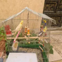 عروس هلندی