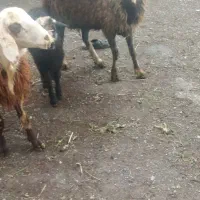 میش وبره .وبزوبزغاله