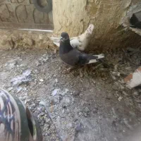 کفتر|پرنده|قدس, شهرقدس|دیوار