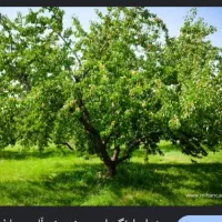 درخت زردآلو