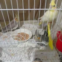 عروس هلندی سیامون واهویی|پرنده|تربت‌حیدریه, داروپخش|دیوار