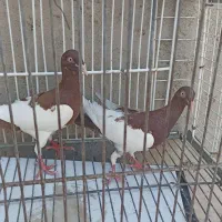 یک جفت یهودی سرخ
