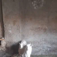 بزوبزغاله سانن|حیوانات مزرعه|قزوین, |دیوار