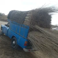 نهال صنوبرنیگرااصل|خدمات باغبانی و درختکاری|ماکو, |دیوار