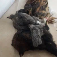 مرغ محلی ، دم تخم