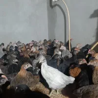 جوجه مرغ و خروس محلی