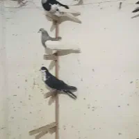 شهری تبعیدی|پرنده|شیراز, احمدآباد|دیوار