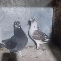 یه جفت حسابی