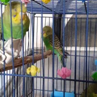 مرغ عشق|پرنده|اندیمشک, |دیوار