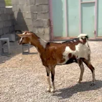 بز و|حیوانات مزرعه|شیراز, وصال|دیوار