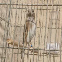 سهره قناری دهندار و سهره