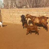 بز گوش بلند|حیوانات مزرعه|قزوین, |دیوار