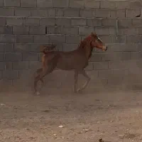 کره مادیان فوقالعاده درجه یک