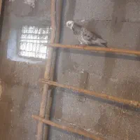 کبوتر پرشی تار قدیم