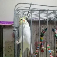 عروس هلندی نر و ماده لوتینو زرد|پرنده|بندر امام خمینی, |دیوار