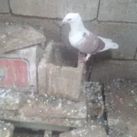 فروش کبوتر
