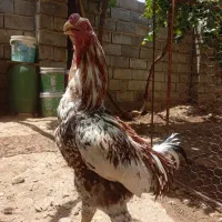 خروس لاری