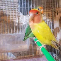 طوطی کوتوله جفت عروس هلندی