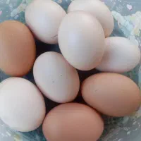 تخم مرغ محلی