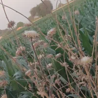 زمین ۵۰۰ متری بن جعفر مناسب ساخت ساز ویلا باغ