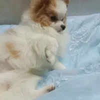 سگ پامر