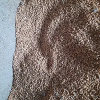 گندم‌پیشگام|عمده‌فروشی|مشهد, رباط طرق|دیوار