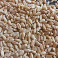 ۶۰۰کیلو گندم تمیز درجه یک