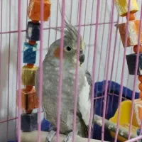 عروس هلندی ماده