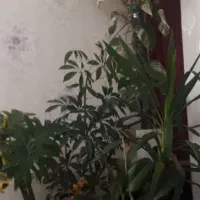 گلهای اپارتمانی|گل و گیاه طبیعی|پردیس, فاز ۱۱|دیوار