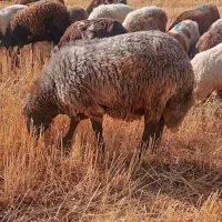 ورن .قوچ . گوسفند نر