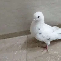 کبوتر پرشی هر قیمتی که مشتری بگه در خدمتم|پرنده|بوکان, |دیوار