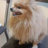 پامر خرسی|سگ|اصفهان, ناصرخسرو|دیوار