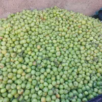 فروش فله ای سیب سبز|خوردنی و آشامیدنی|شبستر, |دیوار