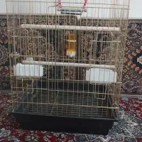 یک عدد قفس کاسکویی