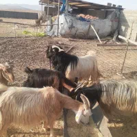 بز  ترکی مودار میش گوسفند معاوضه با میش دارم