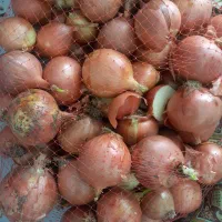 پباز طلایی سردخانه ای