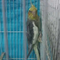 عروس