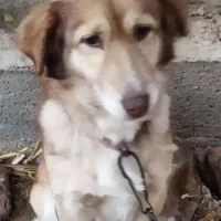 سگ پاکوتاه ماده|سگ|گرگان, |دیوار