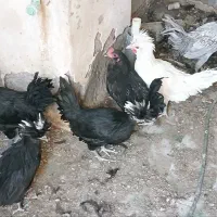 خروس|حیوانات مزرعه|انار, |دیوار