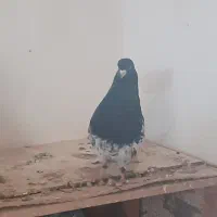 جفت کله اهوازی درجه یک شرط تخم وجوجه