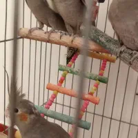 عروس پاریس|پرنده|شاهین دژ, |دیوار